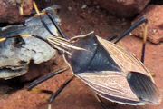 Stink Bug (Poecilometis nigriventris) (Poecilometis nigriventris)